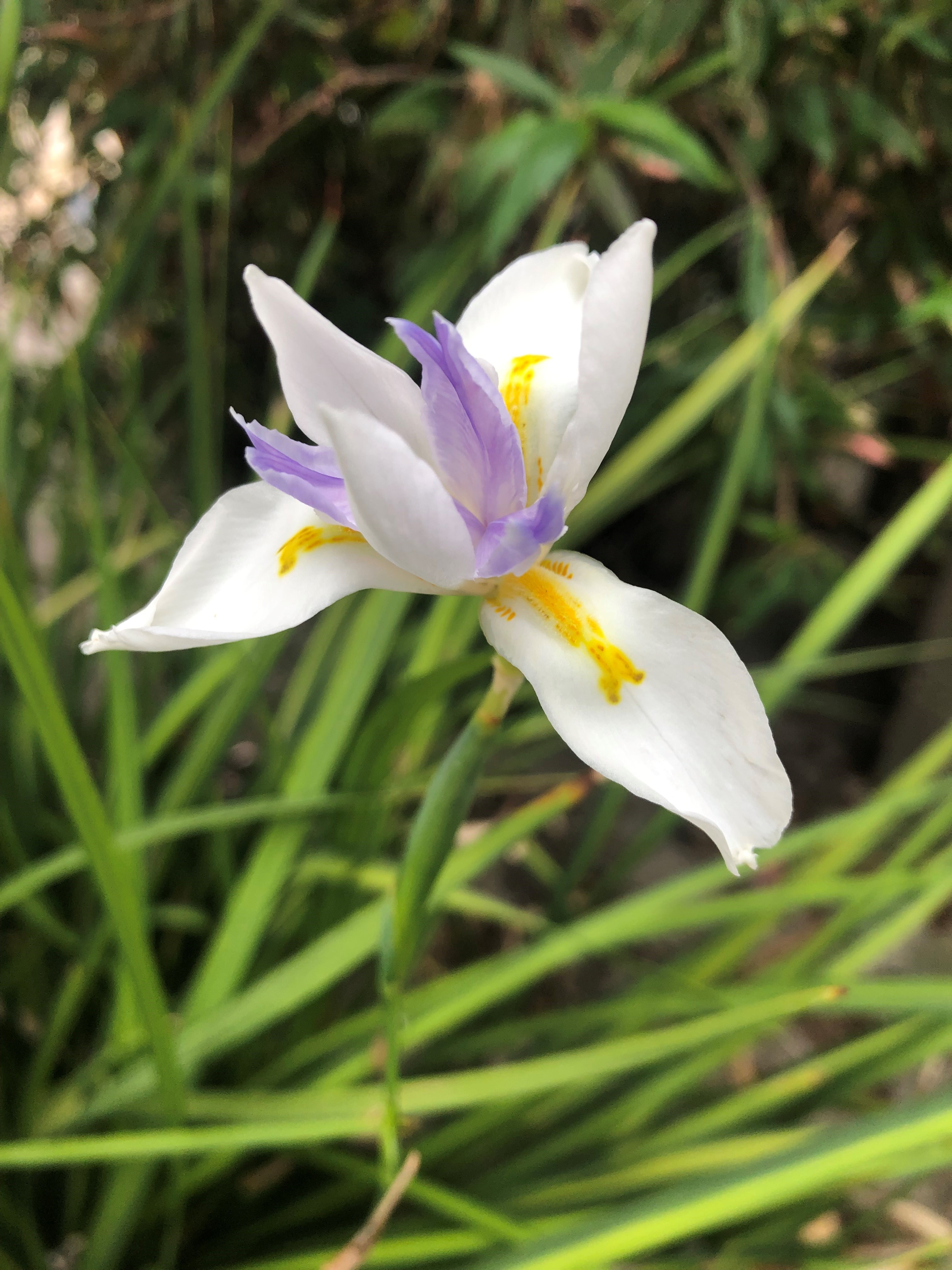DIETES grandiflora "African Iris" Landcraft Environments