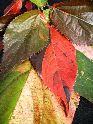 ACALYPHA miltoniana Giant Leaf