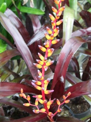 AECHMEA hybrid Black Jack