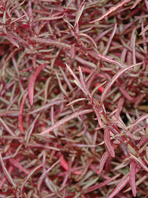 ALTERNANTHERA Red Fine Leaf