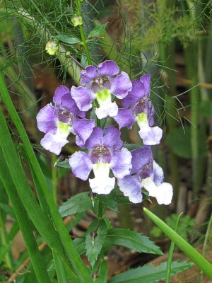 ANGELONIA Bicolor Violet