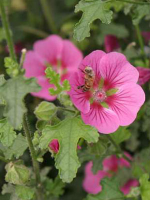 ANISODONTEA Elegant Lady