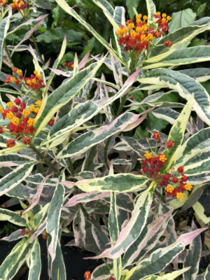 ASCLEPIAS currasavica Var. Butterfly Weed