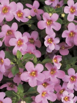 BACOPA Pink BACOPA Pink