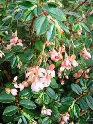 Begonia Fuchsioides Fuchsia Begonia Landcraft Environments