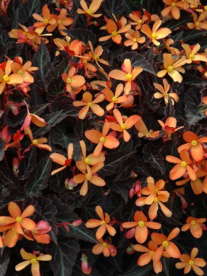 BEGONIA Sparks Will Fly