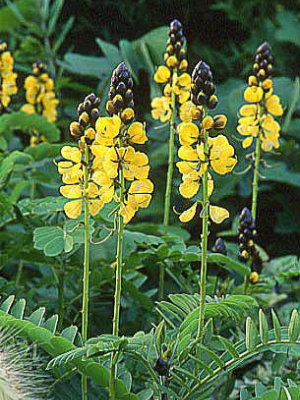 CASSIA didymobotrya Popcorn Bush