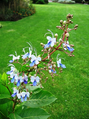 CLERODENDRUM Blue Wings