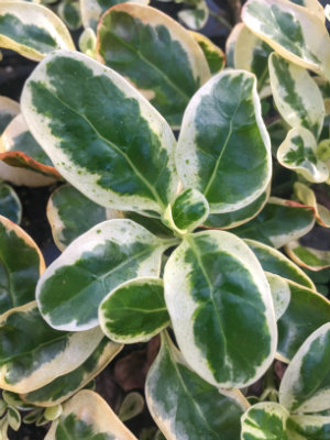 COPROSMA repens Marble Queen