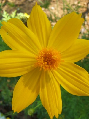 COSMOS caudatus Indian Yellow