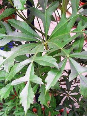 CUSSONIA paniculata var. sinuata
