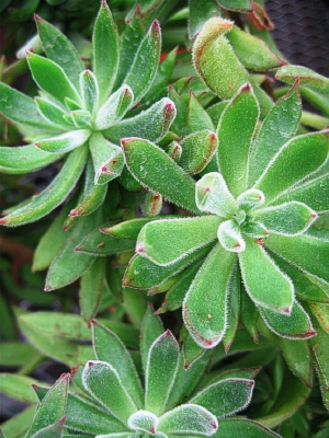 ECHEVERIA setosa Mexican Firecracker