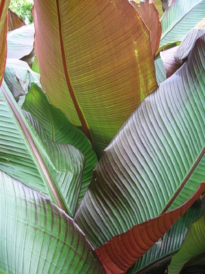 ENSETE Red Abyssinian Banana