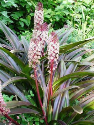 EUCOMIS comosa Sparkling Burgundy