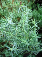 Euphorbia+faded+jeans