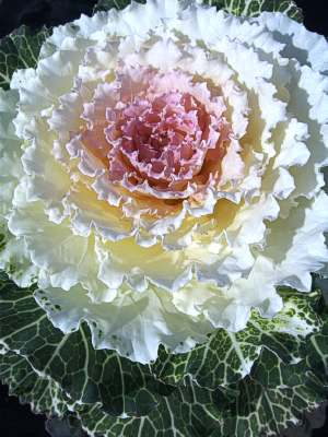 ORNAMENTAL CABBAGE Color up White