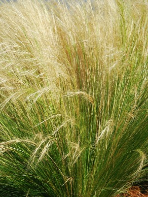 STIPA (a/k/a Nasella) tenuissima Mexican feather Grass