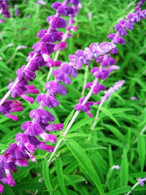 SALVIA leucantha Solid Purple