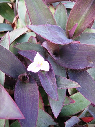 TRADESCANTIA purpurea Purple heart