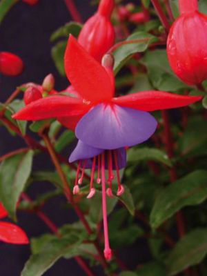 FUCHSIA Ballerina Blau