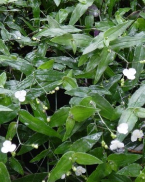 Tahitain bridal vail flower