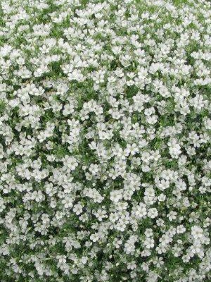 GYPSOPHILA muralis Gypsy White