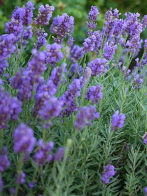 Phenomenal Lavender, Lavandula