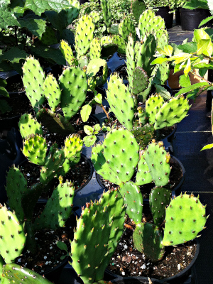 Opuntia humifusa or Prickly Pear Cactus 5 seeds FREE SHIP
