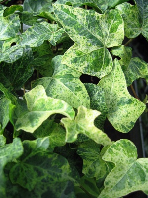 HEDERA helix Gold Dust