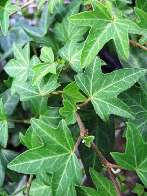 HEDERA helix Green Needle Point