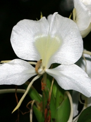 Hedychium coronarium White Butterfly