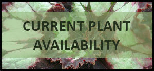 Plant Availability