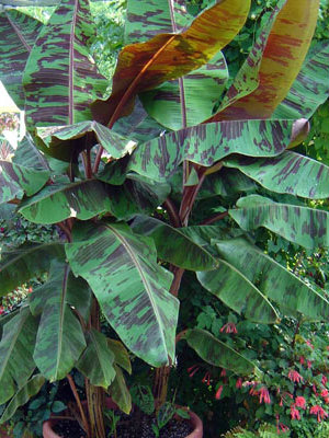 MUSA Blood Leaf Banana