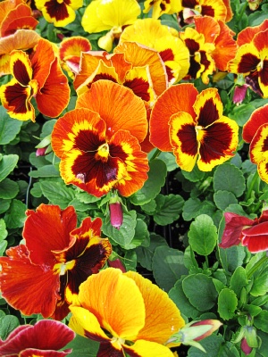 PANSY Delta Fire