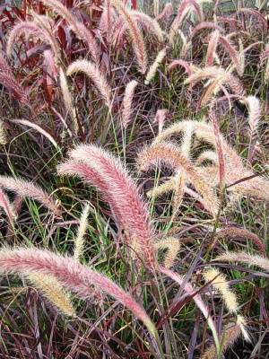 PENNISETUM Purple Fountain Grass