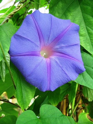 IPOMOEA acuminata Blue Dawn Flower