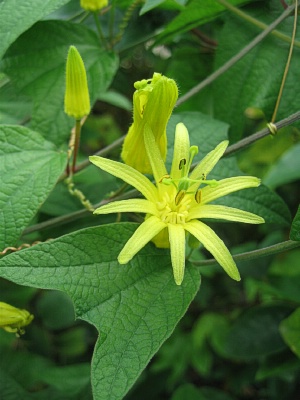 PASSIFLORA citrina