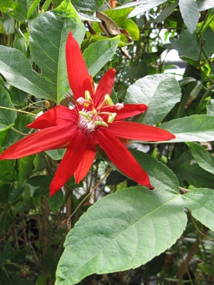 PASSIFLORA Red Passion Flower