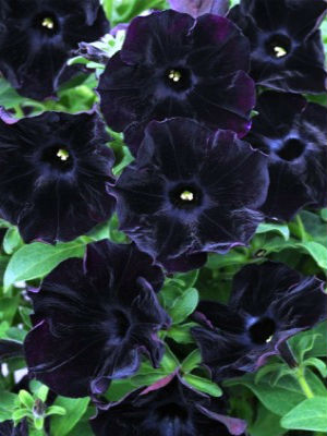 PETUNIA Black Velvet