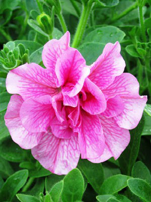 PETUNIA Double Wave Pink