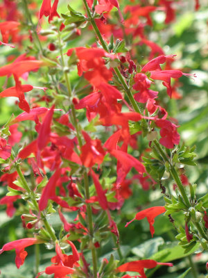 SALVIA coccinea Lady in Red