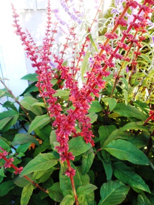 SALVIA confertifolia Red Velvet Sage