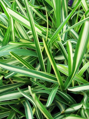 st augustine grass