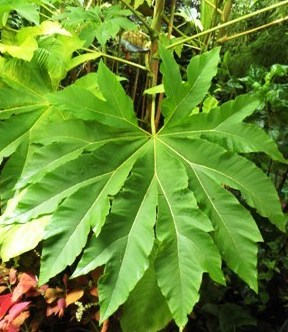 Tetrapanax Steroidal Giant