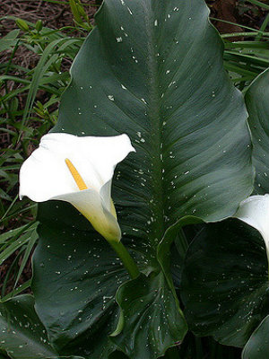 ZANTEDESHIA aethiopica White Giant
