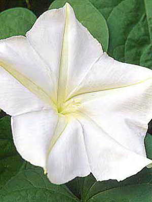 moon flowers