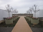 green roof plants