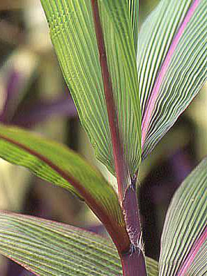 SETARIA Rubra Palm grass