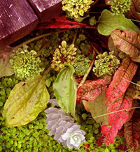 tropical plants
