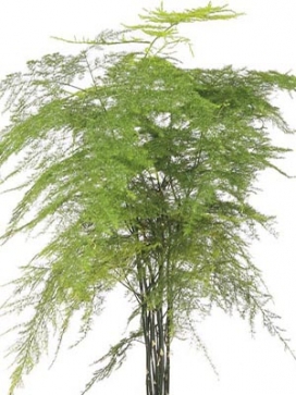 ASPARAGUS plumosus<br>Climbing Asparagus